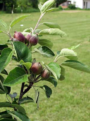 apples